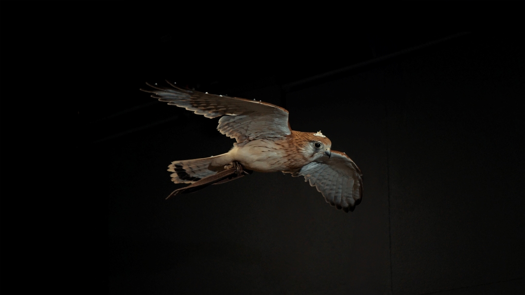 RMIT studies Kestrel flight for UAV research using Qualisys Mocap