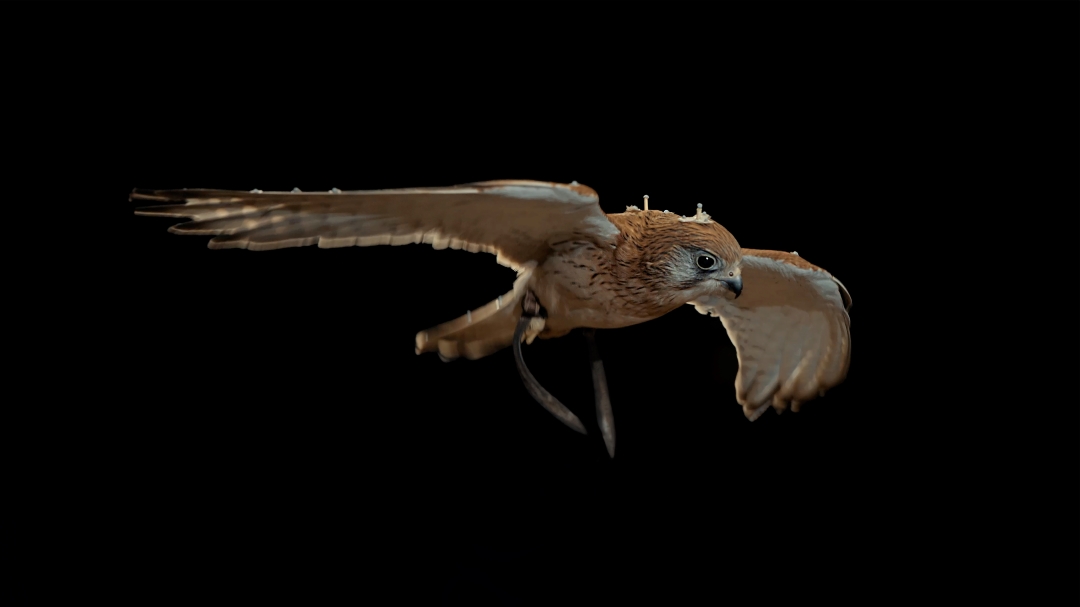 RMIT studies Kestrel flight for UAV research using Qualisys Mocap