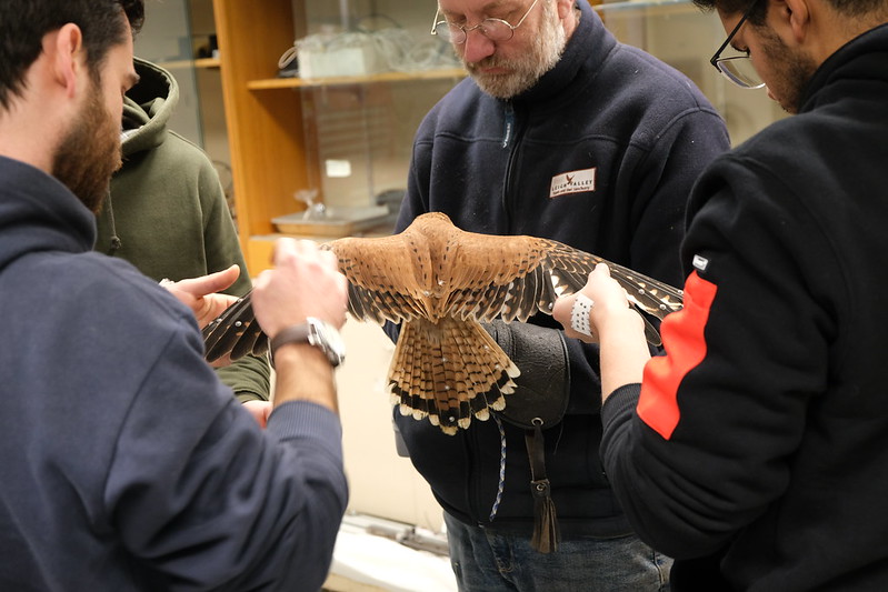 RMIT studies Kestrel flight for UAV research using Qualisys Mocap