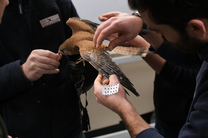 RMIT studies Kestrel flight for UAV research using Qualisys Mocap